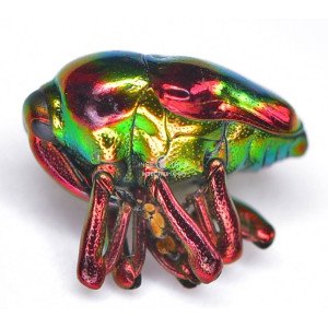 EURHINUS MAGNIFICUS EURHINUS MAGNIFICUS